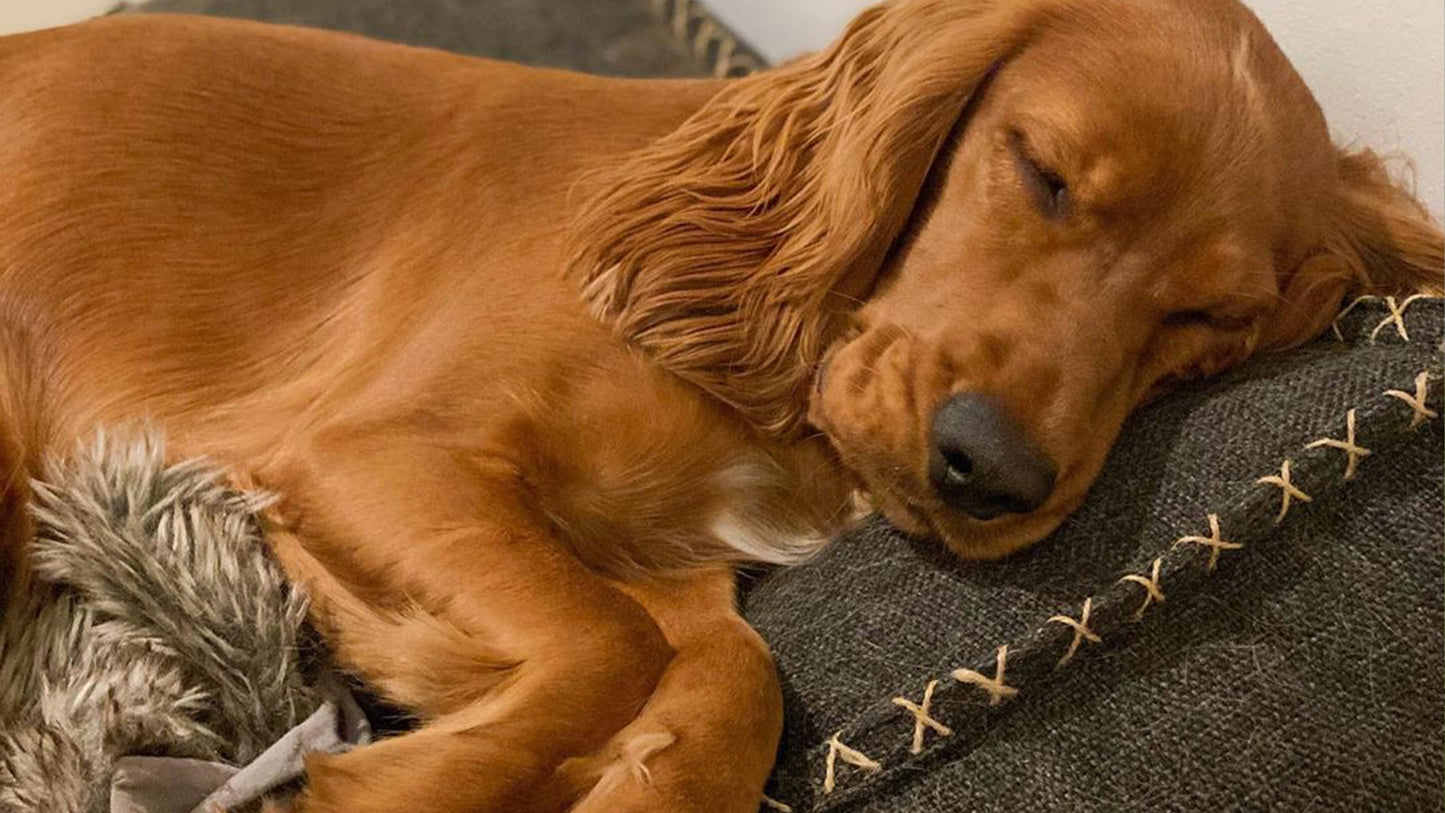 Dog bed - Eksklusiv hundepute i sterke materialer