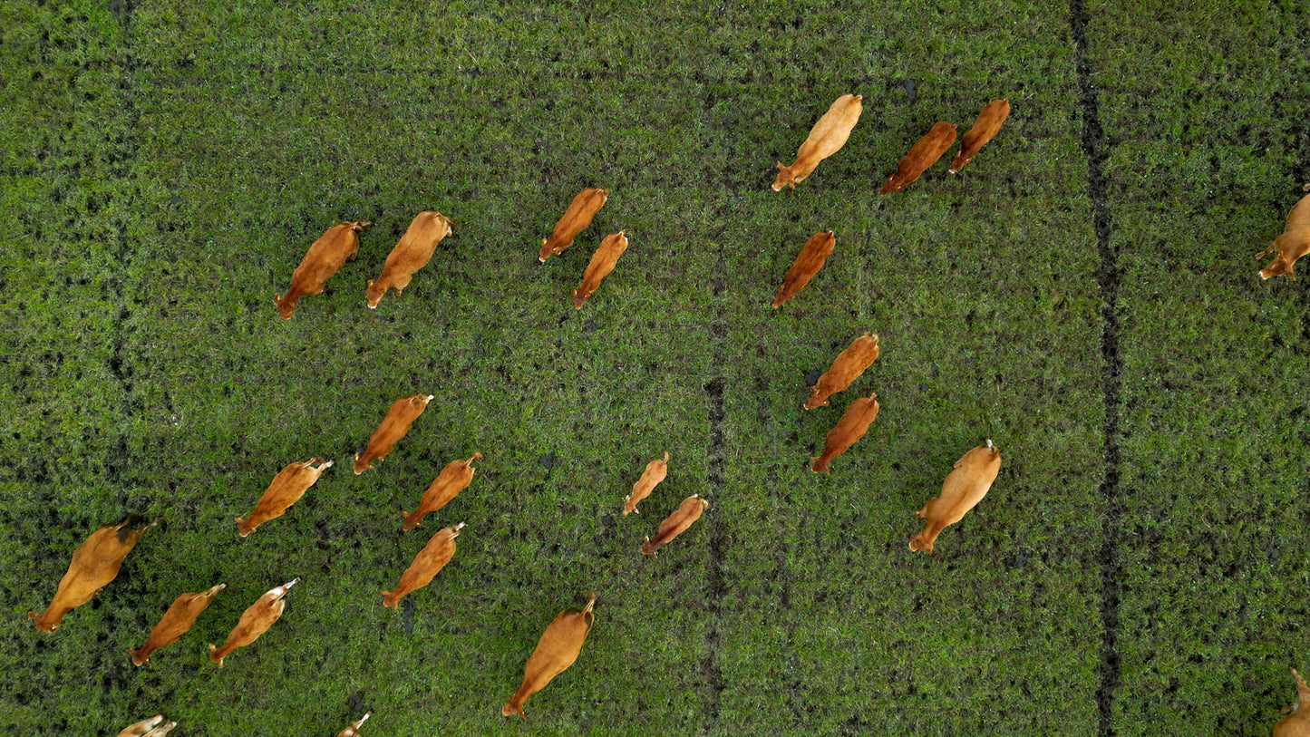 Chair no. One S1 Black Swivel - Innendørs spisebordsstol