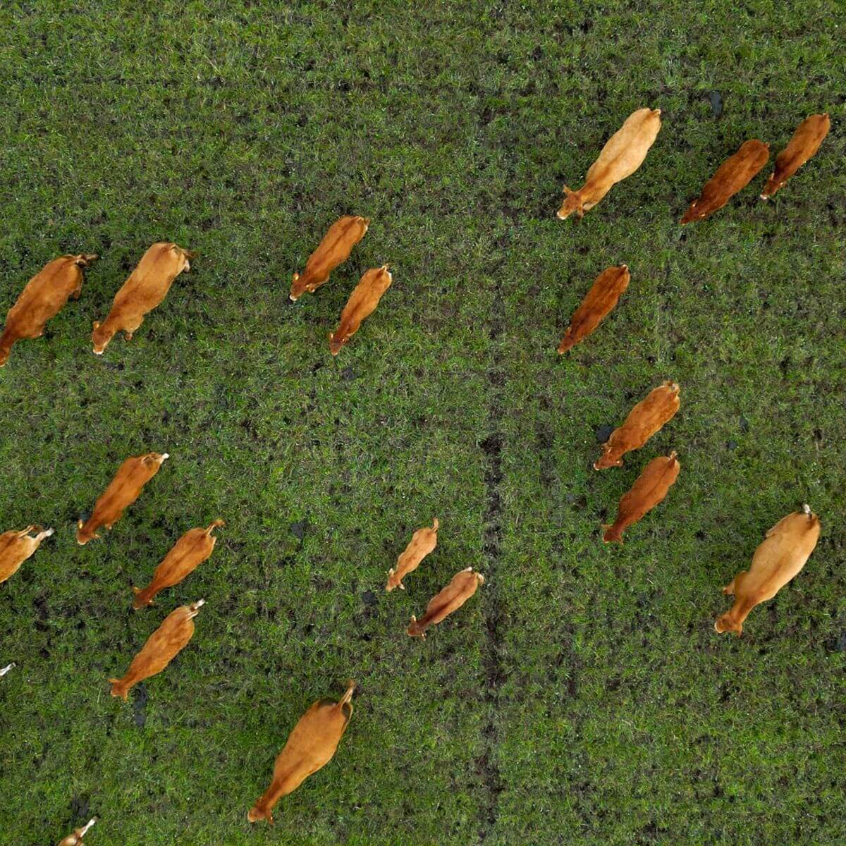 Frame Bar Stool - Leather - Barstol i skinn og pulverlakkert stål